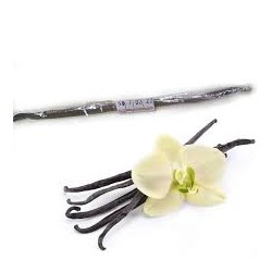 VAINILLA EN RAMA 1UD ANGEL JOBAL